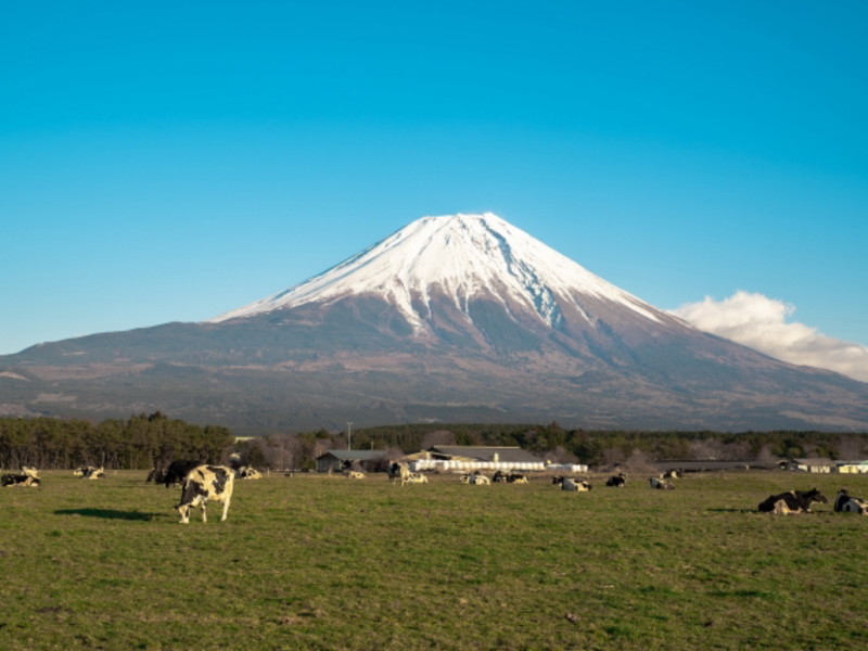 畜産・カーフジャケット